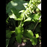 Hosta Longpipes (fam Liliacees) (Japon) (01)